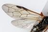 Tenthredo sp.